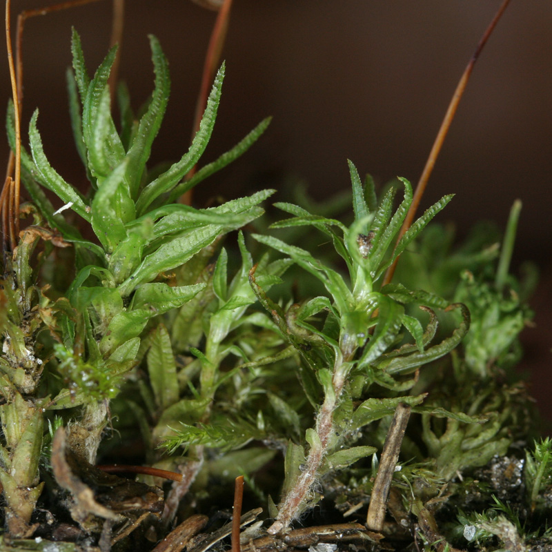Atrichum crispulum